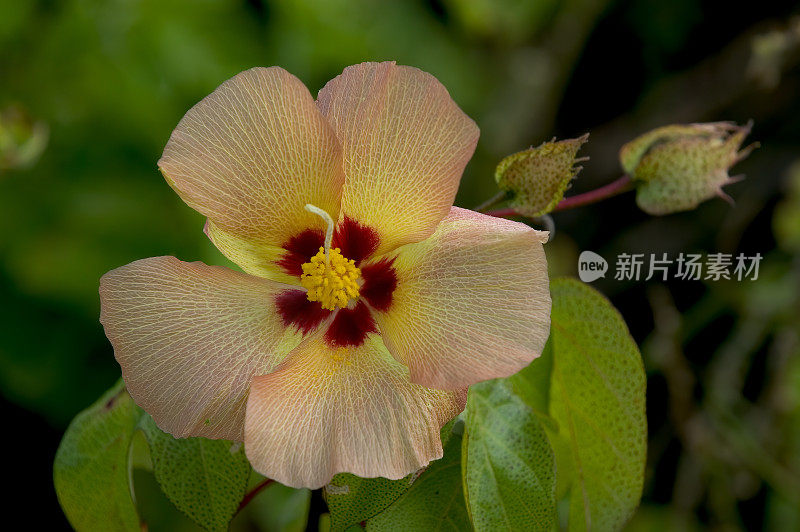 达尔文棉，Gossypium darwinii，特有种，乌尔比纳湾;伊莎贝拉岛;Albermarle岛;加拉帕戈斯群岛;加拉帕戈斯群岛;厄瓜多尔